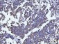 Anti-Beclin 1 Antibody Picoband™ (monoclonal, 2D12A3)